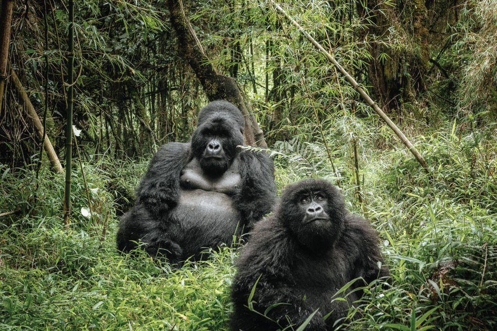   Mgahinga Gorilla National Park Cover Image
